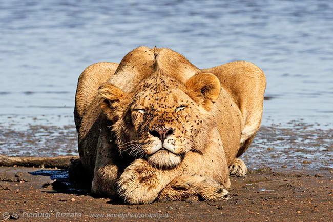 Lioness sleeping
